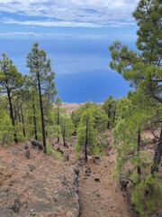 pine trees in the mountains