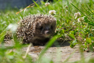 Wild hedgehog camouflaged in grass, representing sustainable living, nature connection, and seasonal serenity