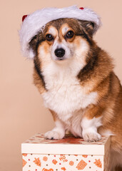 Cute Corgi Dog Wearing a Santa Hat Next to a Christmas Present