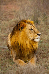 portrait of a male lion
