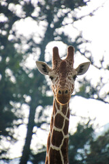 Giraffe in Kenya