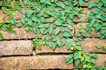 view of vines covering the surface of a red brick wall, livi plants covering a red brick wall.