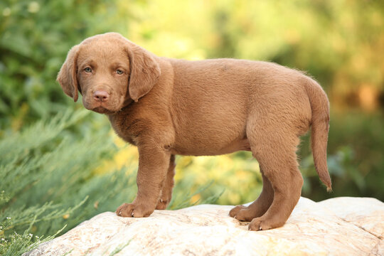 Chesapeake Bay retriever puppy in the garden