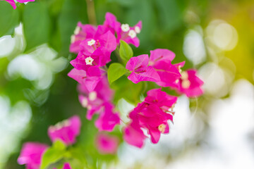 Beautiful bougainvillea flowers in blurred abstract nature foliage. Serene lush green leaves with vibrant colors create a serene natural pattern, perfect for peaceful design artistic backgrounds