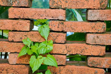 close up of betel plant climbing through reddish brown hollow brick wall.