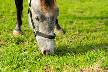 Obraz premium Gray horse grazing peacefully on lush green grass in a bright, sunny meadow under a clear blue sky during a serene afternoon