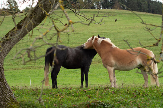 Beautiful moment of two horses bonding in a lush green field surrounded by trees during a peaceful autumn afternoon - Powered by Adobe