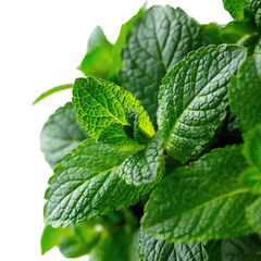 Close up of vibrant green mint leaves with intricate textures and detailed veins against a dark background providing a fresh natural herbal aesthetic