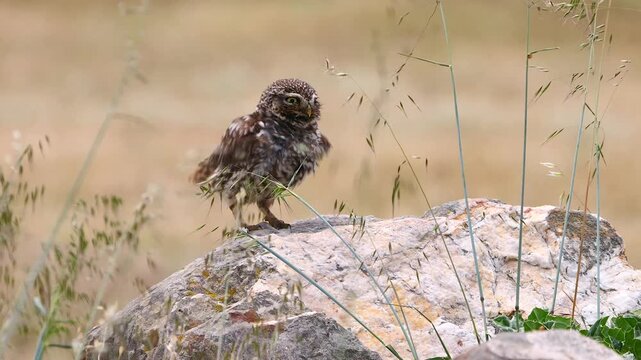 little owl shakes her feathers and shows brood patch, slomo 235 a
