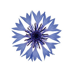 Close up overhead view of a single blue cornflower with delicate petals against a stark black background, macro detail of wild flora