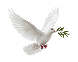 Obraz premium White dove flying with olive branch symbol of peace and hope isolated on white background