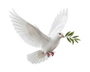White dove flying with olive branch symbol of peace and hope isolated on white background
