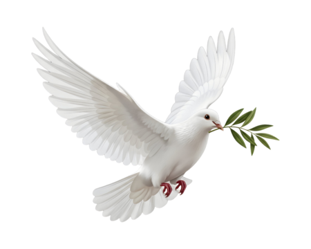 White dove flying with olive branch symbol of peace and hope isolated on white background