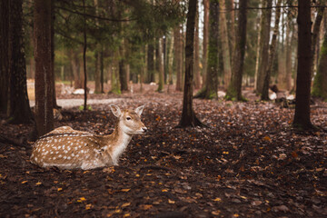 Single European fallow deer is lying down in the forest