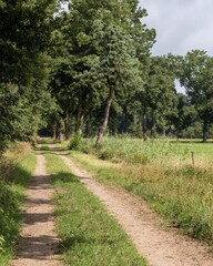 Sandy path winding through lush green fields and trees in gelderland, netherlands