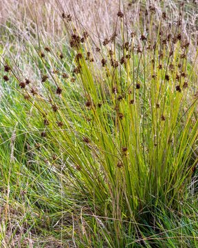 Juncus inflexus growing in meadow in gelderland, netherlands