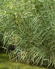Giant reed growing on the shore of a river in summer