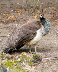 Young peahen standing on the ground near a tree stump