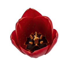 Close Up Top View Of A Red Tulip Flower With Black Center And Yellow Stamens Isolated On A Transparent Background Showing Delicate Petals And Pollen