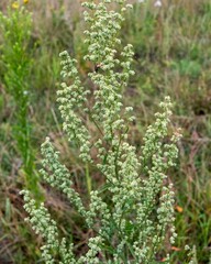 Mugwort growing in meadow with blurred background