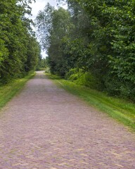 Brick road disappearing into lush green forest