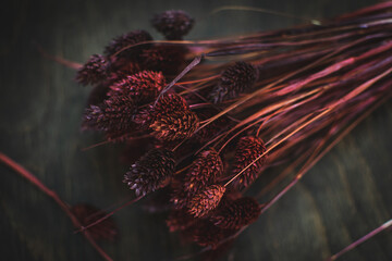 Suszone rośliny - fotografia artystyczna © Ewelina