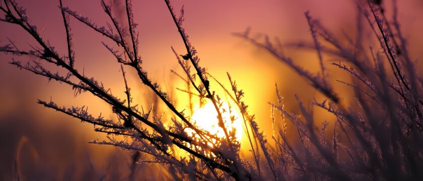Sunrise over frosty branches in Andromania