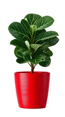 Green Plant in Bright Red Pot Isolated on White Background