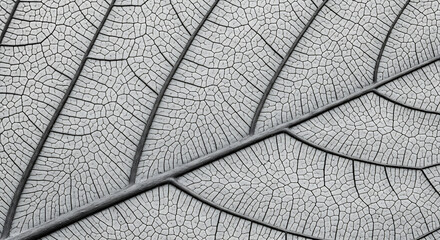 Abstract close-up of natural organic patterns and foliage
