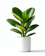 Elegant Green Houseplant in Minimalist White Pot on White Background