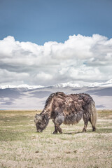 A yak grazes and wanders along Grassy pastures in the Tien Shan Mountains of the Pamirs in Tajikistan, against a backdrop of snow-capped mountain peaks and glaciers, in cloudy weather