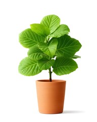 Fresh Green Plant in Terracotta Pot Isolated on White Background