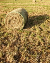 Round bale of hay resting on a field of dry grass