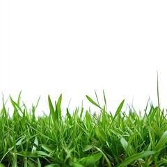 Close-up of vibrant green grass against white background (14)