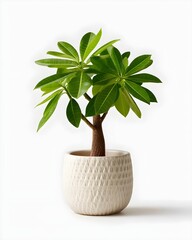 Indoor Plant with Green Leaves in Elegant White Pot on White Background