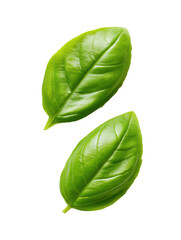 Fresh basil leaves flying on transparent background