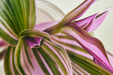 Close-up of striped green and purple leaves of Tradescantia zebrina