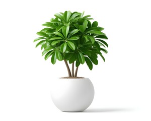 Lush Green Indoor Plant in Modern White Pot for Home Decor