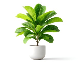 Vibrant Green Foliage in Modern White Pot for Interior Decoration