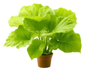 Lush Green Leaves of a Tropical Plant in a Brown Pot