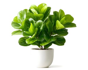 Fiddle Leaf Fig Plant in White Pot with Lush Green Leaves Display
