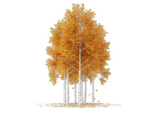 Cluster Of Autumn Birch Trees With Orange Leaves And White Trunks Isolated On A Transparent Background In A Studio Shot