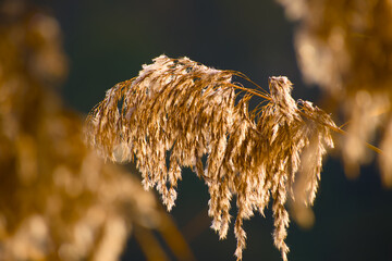 Golden reed plumes softly glowing in natural sunlight	