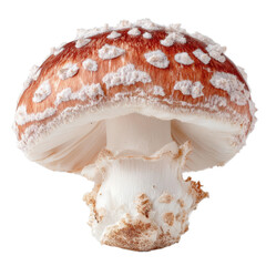 Fresh whole mushroom isolated on white background for plant based recipes organic cuisine wellness meals and natural food ingredient

