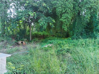 Backyard with a woodland path through lush green forest foliage in summer sunlight