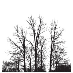 Silhouette of bare trees against a white background showing branches and foliage in a stark contrast view