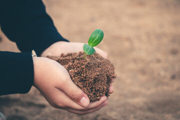 Hands caring for a growing sapling illuminated by warm sunlight, representing global renewal.
