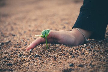 Supportive hands helping a bright sapling grow strong beneath golden rays, echoing the planet&rsquo;s healing.