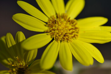 ツワブキとアリ