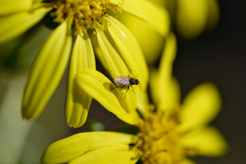 ツワブキとハエ